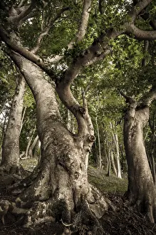 Nature Conservation Areas Germany Prints: Ancient Beech (Fagus) in a forest