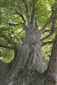 European Beech Species Prints: Ancient copper beech (Fagus sylvatica)