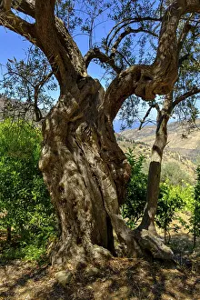 Gnarled Tree Trunks Prints: Ancient olive tree, gnarled trunk