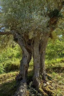 Ancient Olive Tree Prints: Ancient olive tree, gnarled trunk