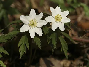 Botanical Images Prints: Anemone