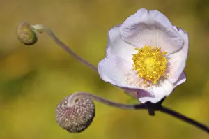 Macro Flower Photography Prints: Anemone