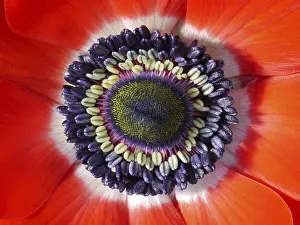 Deserted Flower Garden Prints: Anemone