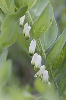 Open Air Blooming Flowers Prints: Angular Solomon's seal, Polygonatum odoratum
Angular Solomon's seal