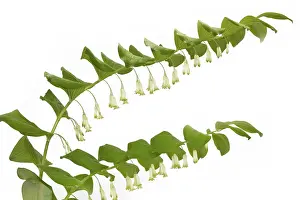 Wild Flower Photography Prints: Angular solomon's seal (Polygonatum odoratum) Angular solomon's seal (Polygonatum odoratum)