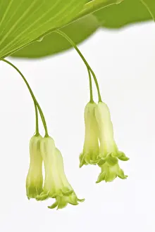 Ornamental Garden Plant Prints: Angular solomon's seal (Polygonatum odoratum) Angular solomon's seal (Polygonatum odoratum)