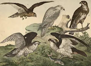 Historical Image Prints: Animals, day predators: corn harrier