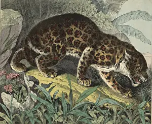 Panthera Pardus Image Prints: Animals, predators, cats: leopard