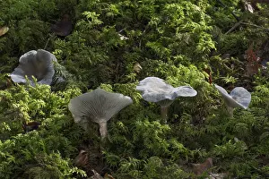 Euagaric Higher Fungi Prints: Aniseed toadstool (Clitocybe odora)