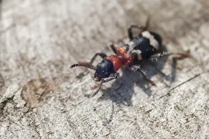 Natural Environment Wildlife Photos Prints: Ant beetle, checkered ant beetle