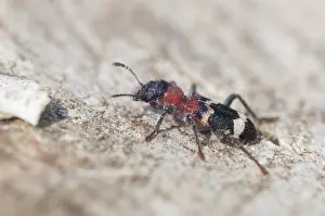 Insect Wildlife Photography Prints: Ant beetle, checkered ant beetle