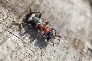 Prints of Ant beetle, checkered ant beetle, thanasimus formicarius, beetle, coleoptera, insects, beetles Related Prints: Thanasimus formicarius Print, Coleoptera Insect