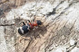 Prints of Ant beetle, checkered ant beetle, thanasimus formicarius, beetle, coleoptera, insects, beetles Related Prints: Thanasimus formicarius Print, Coleoptera Insect