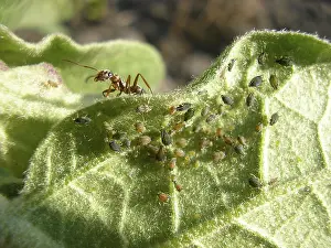 Gregarious Animal Behavior Prints: The ant flocks a herd of aphids on a leaf