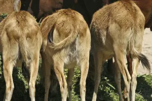 Deserted Animal Photos Prints: Antelopes