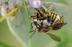 European Wool Carder Bee Prints: Anthidium manicatum, apidae, bees