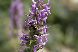 Fly Prints: Anthidium Woolbee Resin Bee Print