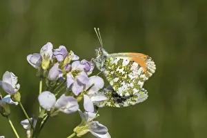 Orange Colored Lepidopteran Prints: Anthocharis cardamines (Mannchen)