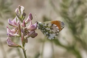 Lepidopteran Animal Pictures Prints: Anthocharis cardamines (Mannchen)