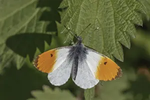 European Lepidopteran Species Prints: Anthocharis cardamines (Mannchen)