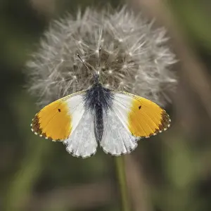 Orange Tip Butterfly Prints: Anthocharis cardamines (Mannchen)