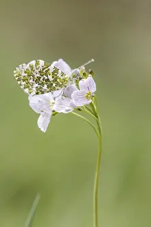 Orange Tip Butterfly Prints: Anthocharis cardamines (Mannchen)