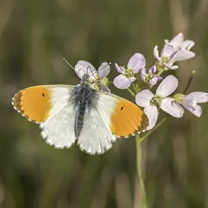 Orange Tip Butterfly Prints: Anthocharis cardamines (Mannchen)