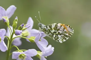 Central European Wildlife Images Prints: Anthocharis cardamines (Mannchen)