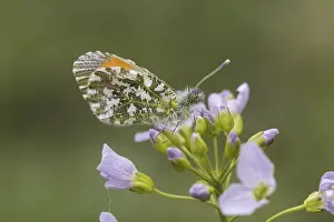 Orange Tip Butterfly Prints: Anthocharis cardamines (Mannchen)