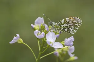 Orange Tip Butterfly Prints: Anthocharis cardamines (Mannchen)