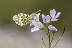 Orange Tip Butterfly Prints: Anthocharis cardamines (Mannchen)