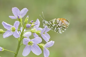 Orange Tip Butterfly Prints: Anthocharis cardamines (Mannchen)
