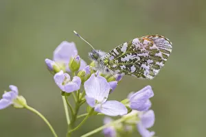 Flying Pterygote Insect Prints: Anthocharis cardamines (Mannchen)