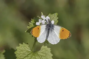 Orange Tip Butterfly Prints: Anthocharis cardamines (Mannchen)