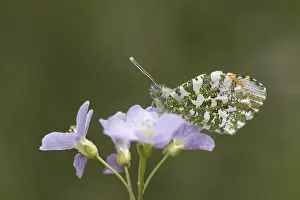 Prints of Anthocharis cardamines (Mannchen), Aurorafalter - Anthocharis cardamines, known as Orange tip, Orange-tip butterfly (male butterfly from Germany) Anthocharis cardamines (Mnnchen) Orange-tip Prints: Male Orange-tip Butterfly Print from Germany