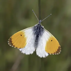 Orange Tip Butterfly Prints: Anthocharis cardamines (Mannchen)