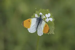 Orange Tip Butterfly Prints: Anthocharis cardamines (Mannchen)
