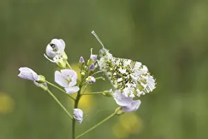 Orange Tip Butterfly Prints: Anthocharis cardamines (Mannchen)