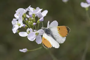 Orange Tip Butterfly Prints: Anthocharis cardamines (Mannchen)