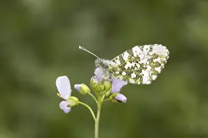Orange Tip Butterfly Prints: Anthocharis cardamines (Mannchen)