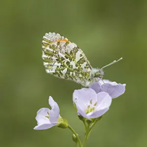 Prints of Anthocharis cardamines (Mannchen), Aurorafalter - Anthocharis cardamines, known as Orange tip, Orange-tip butterfly (male butterfly from Germany) Anthocharis cardamines (Mnnchen) Orange-tip Prints: Anthocharis cardamines Print - Orange Tip Butterfly (Male)