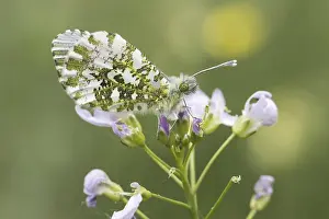 Uninhabited Natural Habitat Prints: Anthocharis cardamines (Mannchen)