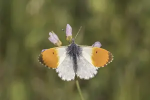 Prints of Anthocharis cardamines (Mannchen), Aurorafalter - Anthocharis cardamines, known as Orange tip, Orange-tip butterfly (male butterfly from Germany) Anthocharis cardamines (Mnnchen) Orange-tip Prints: Anthocharis cardamines Print - Orange Tip Butterfly (Male)