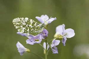 Orange Tip Butterfly Prints: Anthocharis cardamines (Mannchen)