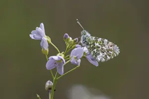 Orange Tip Butterfly Prints: Anthocharis cardamines (Mannchen)