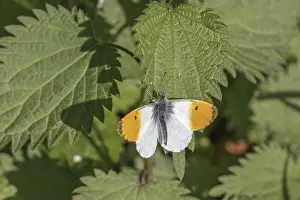 Orange Tip Butterfly Prints: Anthocharis cardamines (Mannchen)