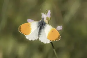 Flying Insects Natural Environment Prints: Anthocharis cardamines (Mannchen)