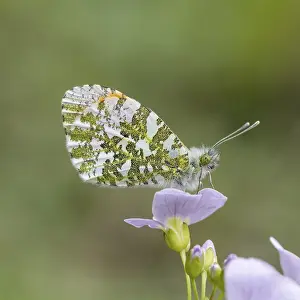 Prints of Anthocharis cardamines (Mannchen), Aurorafalter - Anthocharis cardamines, known as Orange tip, Orange-tip butterfly (male butterfly from Germany) Anthocharis cardamines (Mnnchen) Orange-tip Prints: Anthocharis cardamines Print - Orange-tip Butterfly (Male)