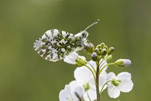 Orange Tip Butterfly Prints: Anthocharis cardamines (Mannchen)