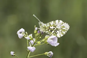 Orange Tip Butterfly Prints: Anthocharis cardamines (Mannchen)
